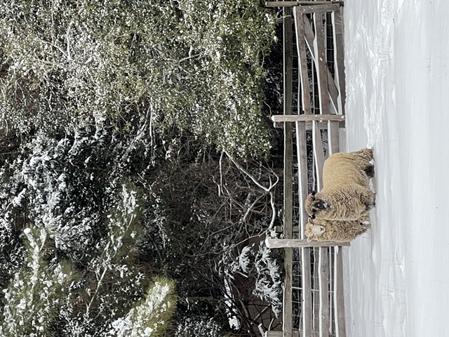 Island Farm Sheep