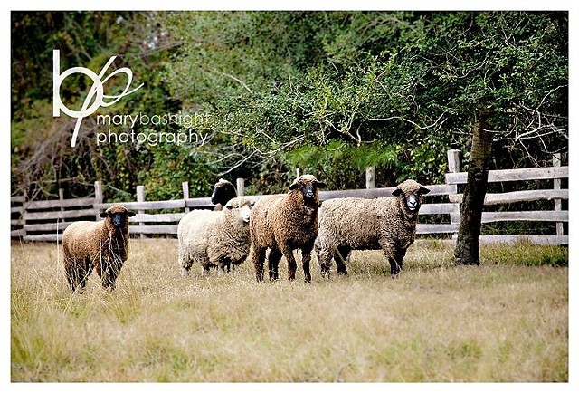 Island Farm Sheep 