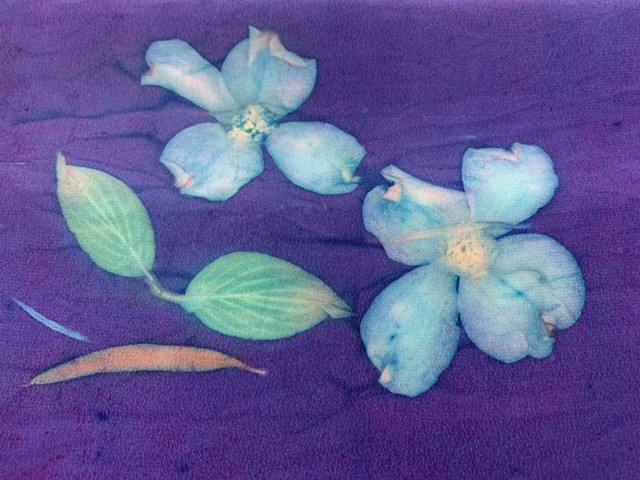 Habotai Silk Scarf-Purple Blue Dogwood (closeup) SOLD