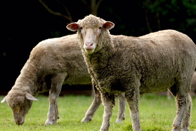 Beautiful Merino lambs Ferne and Lily.