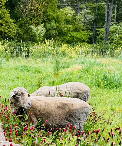 Island Farm Sheep
