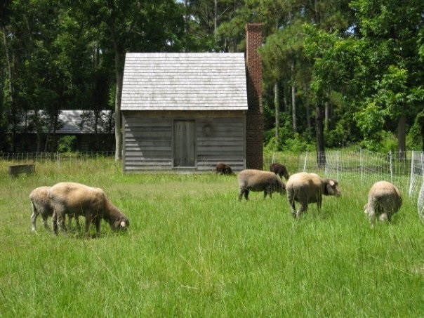 Flock grazing around the outdoor kitchen
