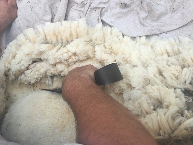 Shearing Merino Ferne, close-up.  Ten pounds of wool was harvested off of this little girl!

