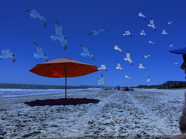 The birds