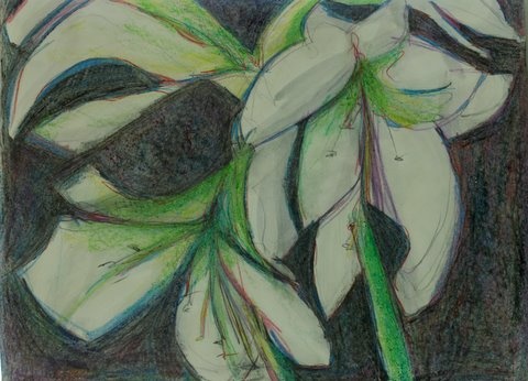amaryllis white floral expressionist