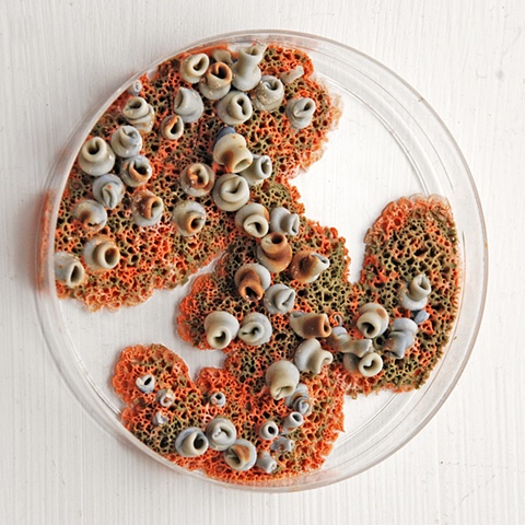 Jasmyne Graybill
Unknown Specimens
Petri dishes, polymer clay, latex
3 ½ “ diameter (each)