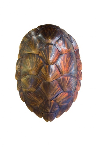 "Sea Turtle Shell"