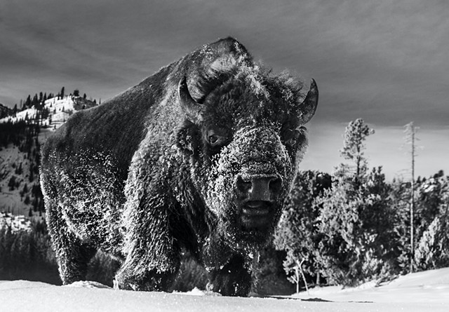 "The Beast of Yellowstone"