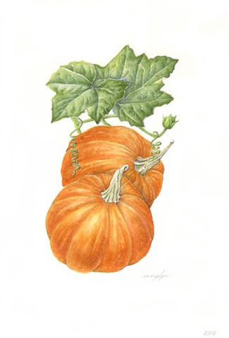 Pumpkin/Cucurbita maxima