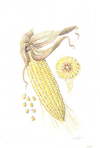 Corn/Zea mays