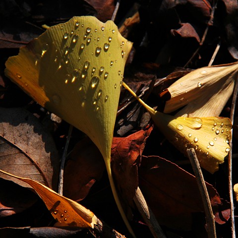 Ginko leaves on a forest floor.