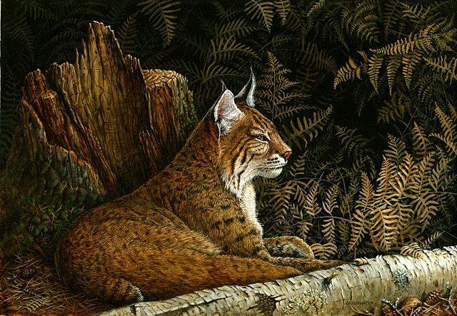 A bobcat rests against a backdrop of autumn bracken.