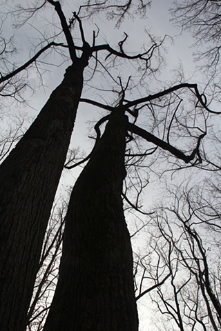 Giant hardwoods loom above Rock Creek National Park, Maryland.