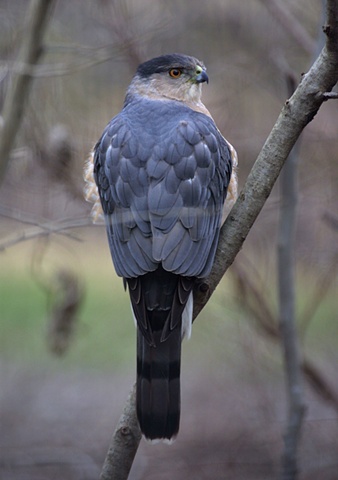A Cooper's Hawk pauses on a cloudy afternoon.