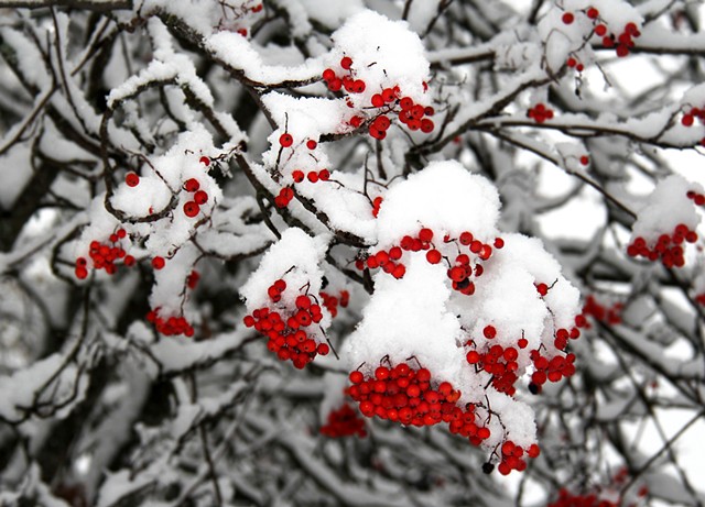 Mountain Ash berries following an early November snowfall in northwestern Montana