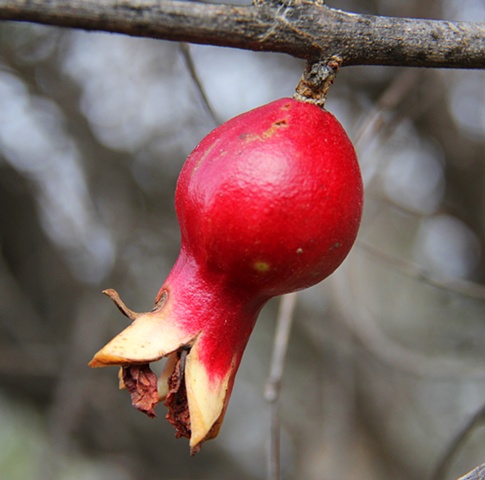 A small pomegranate hangs on like an abandoned Christmas ornament during a southern California January.
