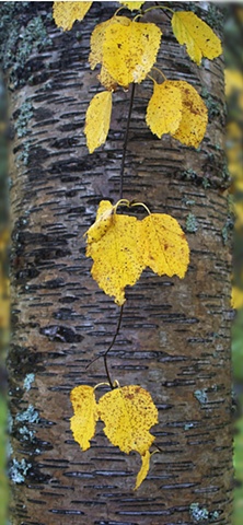 Autumn birch leaves contrasted against a wet tree trunk.