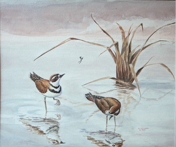 A pair of Killdeer explore a marshy slough