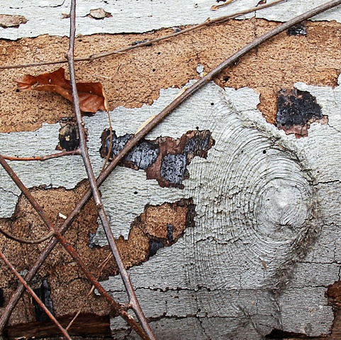 Geometric patterns of decay on the forest floor in Rock Creek Park National Maryland.