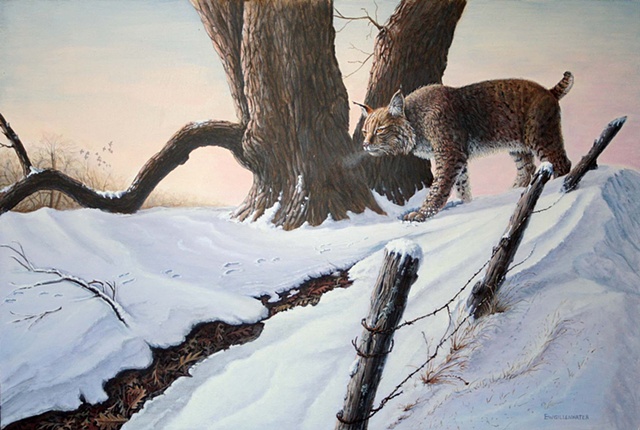 A Bobcat stalks its prey through early Spring snow