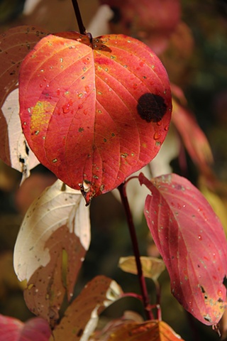 A Red Dogwood shows its colors on a bright autumn day in northwest Montana.