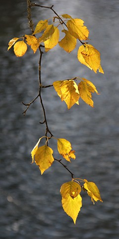 October Birch leaves glow against the Swan River in northwest Montana.