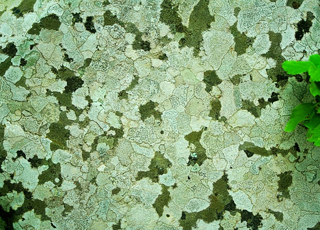 Lichens patterns on a rock on Lost Creek near Swan Lake, Montana.