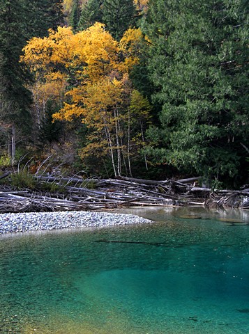 The glacial blue of McDonald Creek and the gold of autumn Birches signal the arrival of Fall in Glacier National Park. 