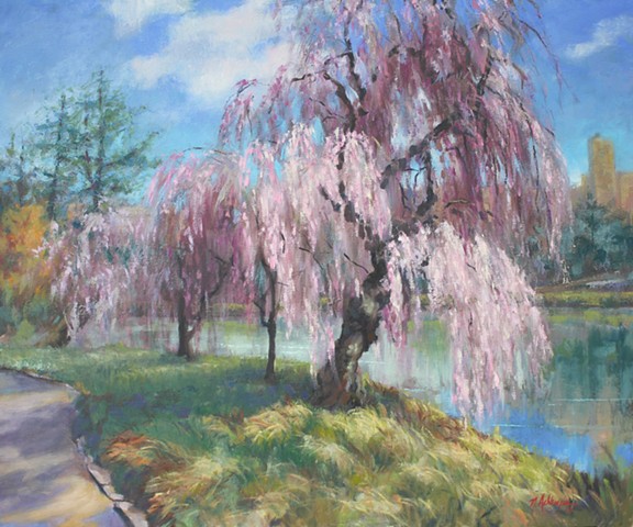 Weeping cherry trees