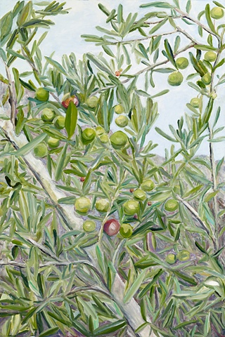 olive, provence