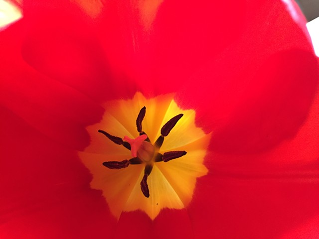 Tulips_2