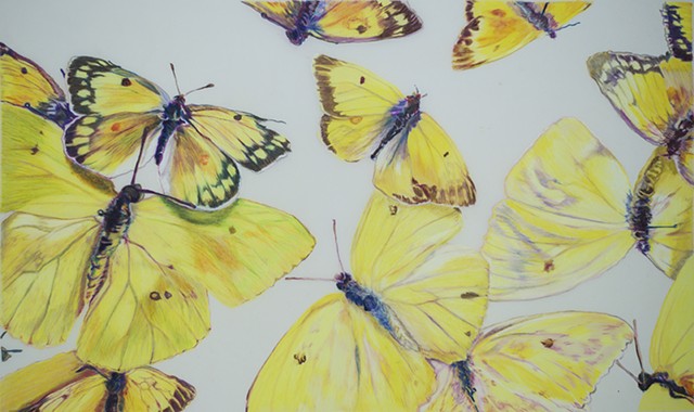 Art & Zoology, The Cloudless Sulphur Collection color pencil drawing on mylar by artist Amy Feger
