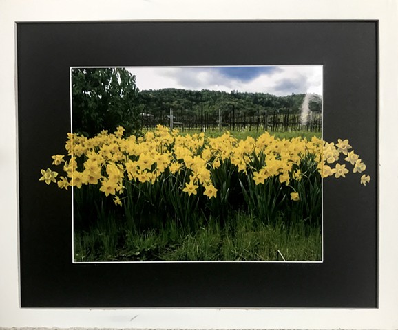 Daffodil's #3