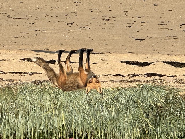 Momma Fox