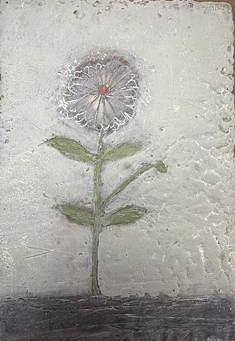 Zinnia