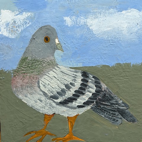 Pigeon