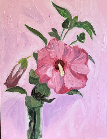 Single Pink Hibiscus on Pink Ground