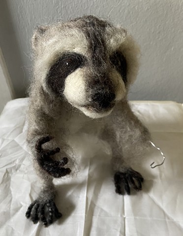 Raccoon