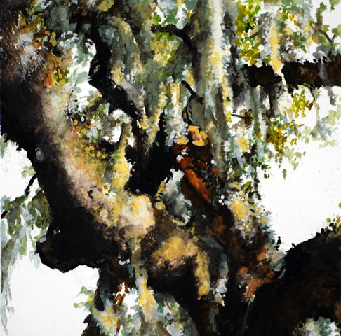 Art Savannah Tree Watercolor study by Ian Crawley
