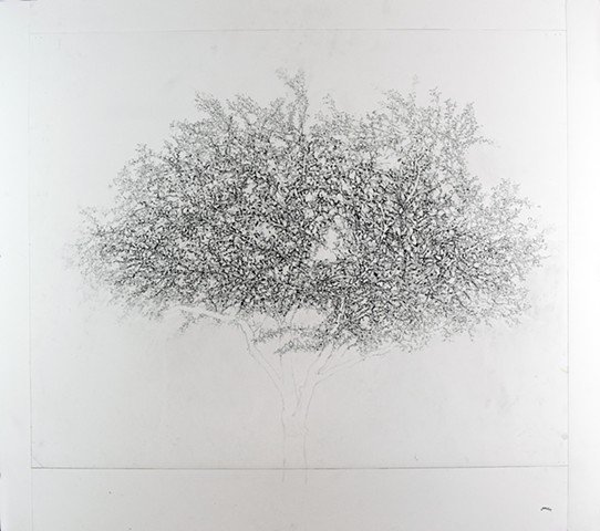 Art Tree Graphite Ink Drawing by Ian Crawley
