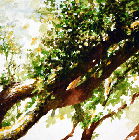 Art Savannah Tree Waterclor Study by Ian Crawley