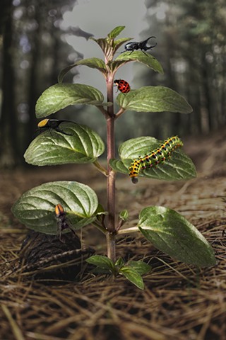Forest Floor