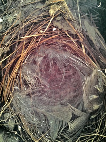 Nest I (detail)
