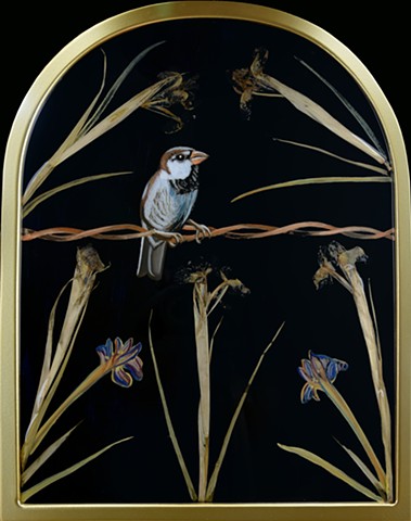 House Sparrow