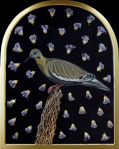 White-Winged Dove