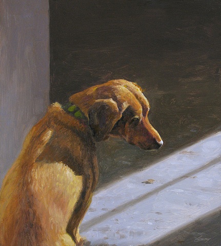 Dog in studio from above and behind, sunlight and shadow