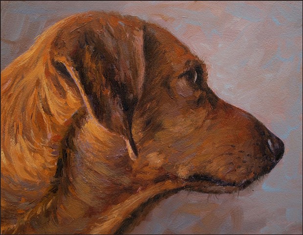 animal, dog, portrait, profile, head, close-up
