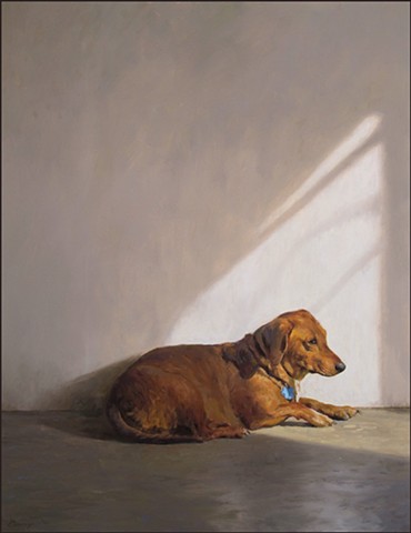 pet, dog, animal, indoor, wall, sunlight, white