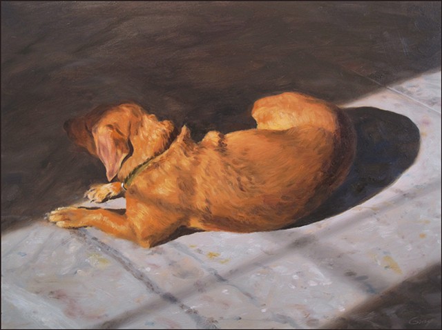 dog, animal, pet, sleeping, laying, indoors, sunlight, shadow
