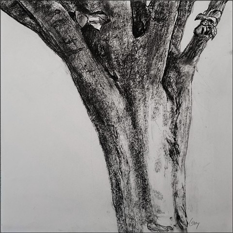 work_on_paper, drawing, charcoal, tree